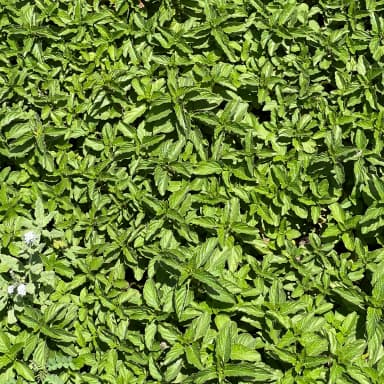 Mint