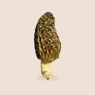 Morel