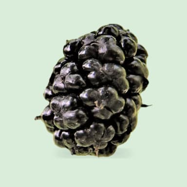 Mulberry