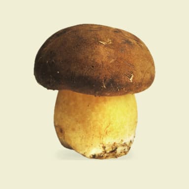 Mushroom
