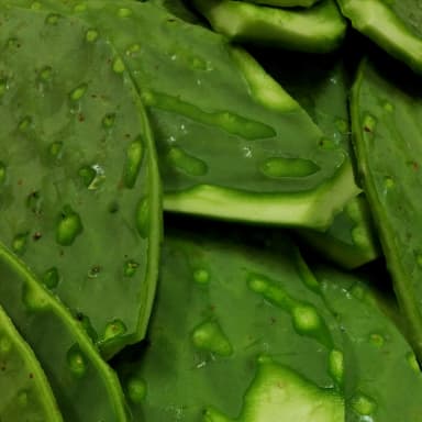 Nopal
