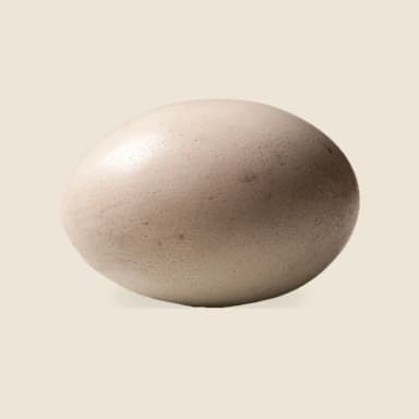 Ostrich egg