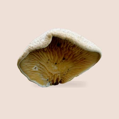 Oyster mushroom