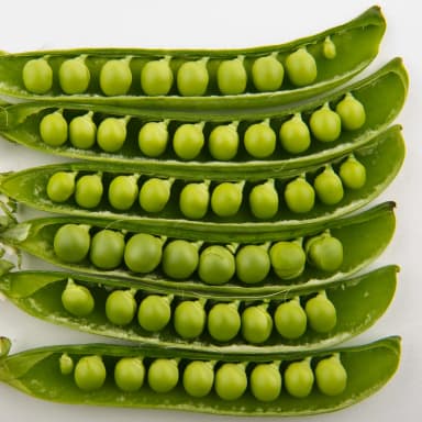 Pea