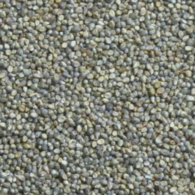 Pearl millet