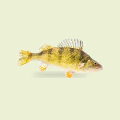 Perch