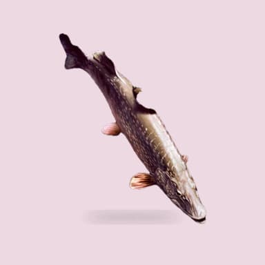 Pike