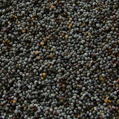 Poppy seed