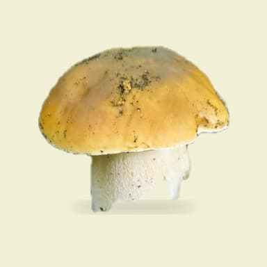 Porcini