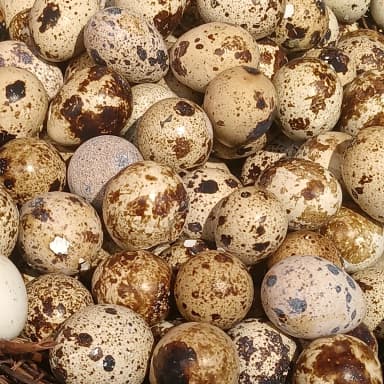 Quail egg