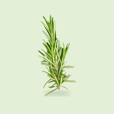 Rosemary