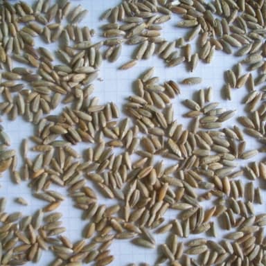 Rye