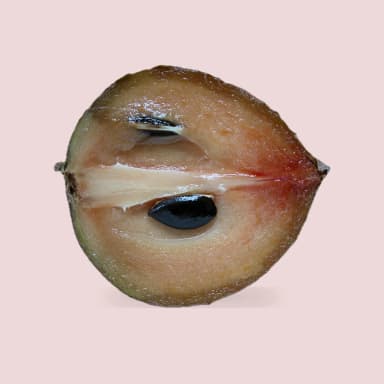 Sapodilla