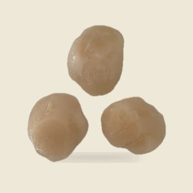 Scallop