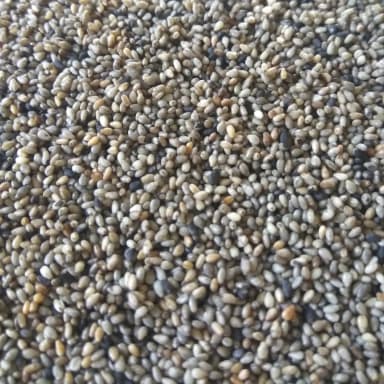 Sesame seed
