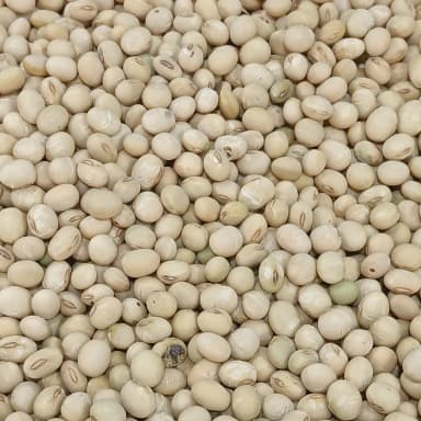 Soybean