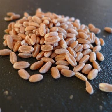 Spelt