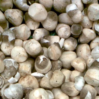 Straw mushroom