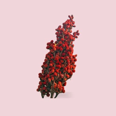 Sumac