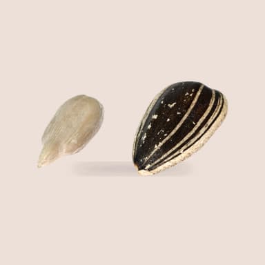 Sunflower seed
