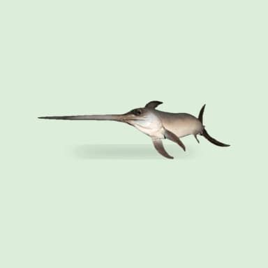 Swordfish