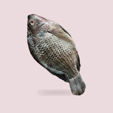 Tilapia