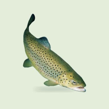 Trout