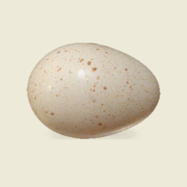 Turkey egg