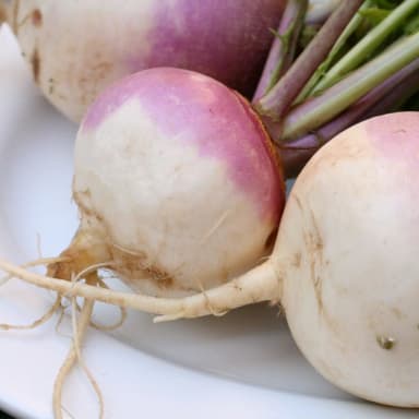 Turnip