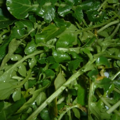 Watercress