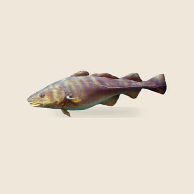 Whitefish