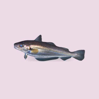 Whiting