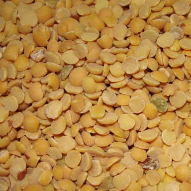 Lentil