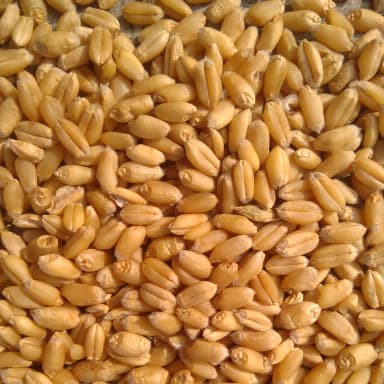 Wheat